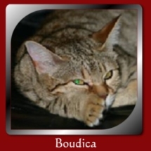 boudica01s