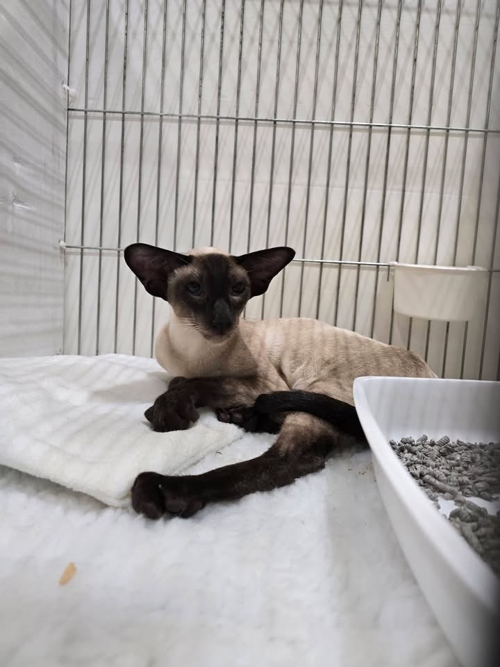 https://www.Serapissiamese.co.uk